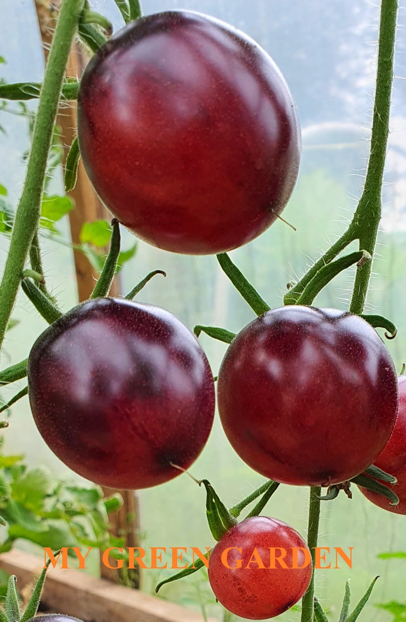 10 PURPLE DRAGON Tomato Seeds – Purple Dragon, Пурпурный дракон, Non GMO, Organic Heirloom Tomato Seeds, bio, Tomatensamen, Indeterminate