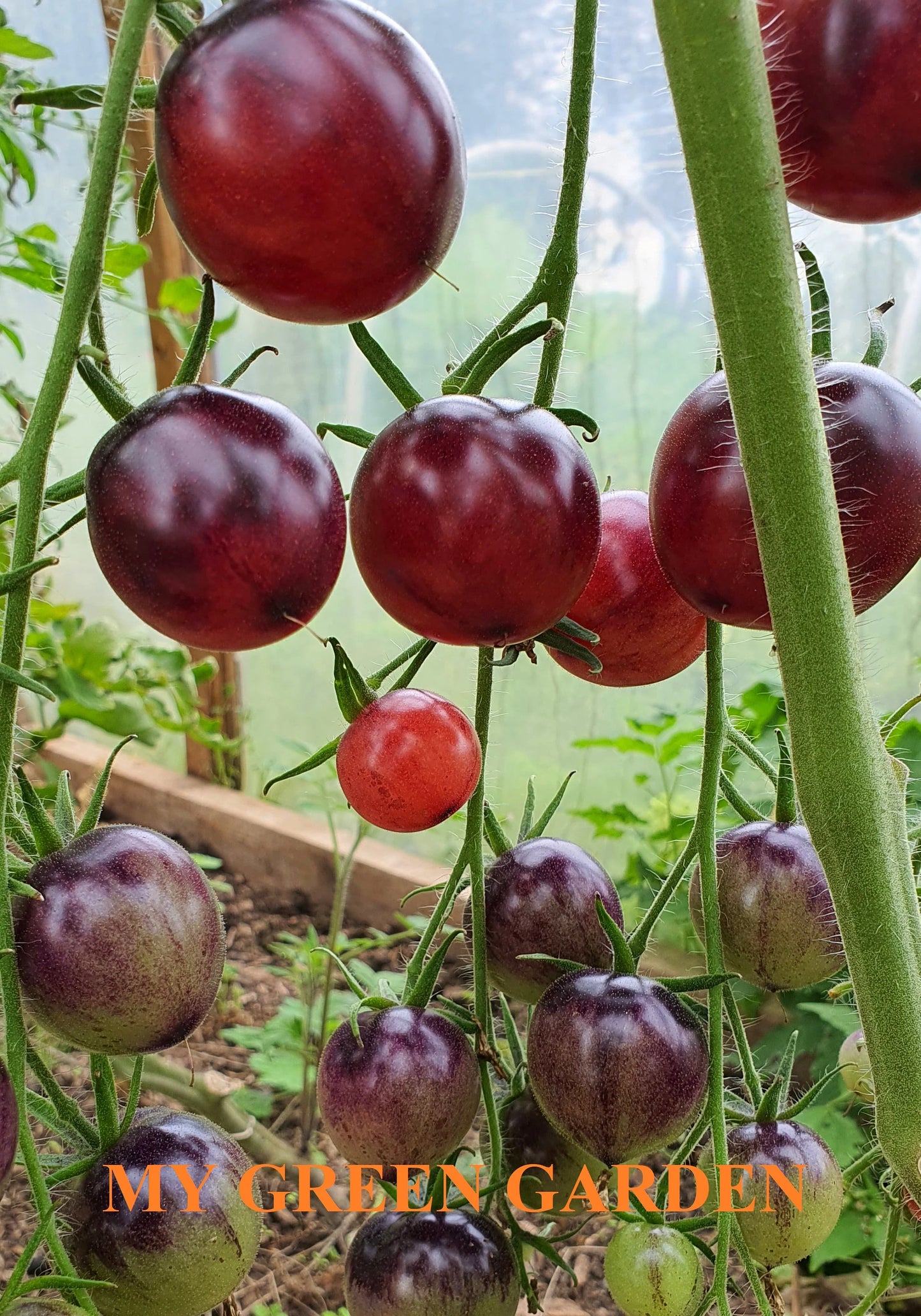 10 PURPLE DRAGON Tomato Seeds – Purple Dragon, Пурпурный дракон, Non GMO, Organic Heirloom Tomato Seeds, bio, Tomatensamen, Indeterminate