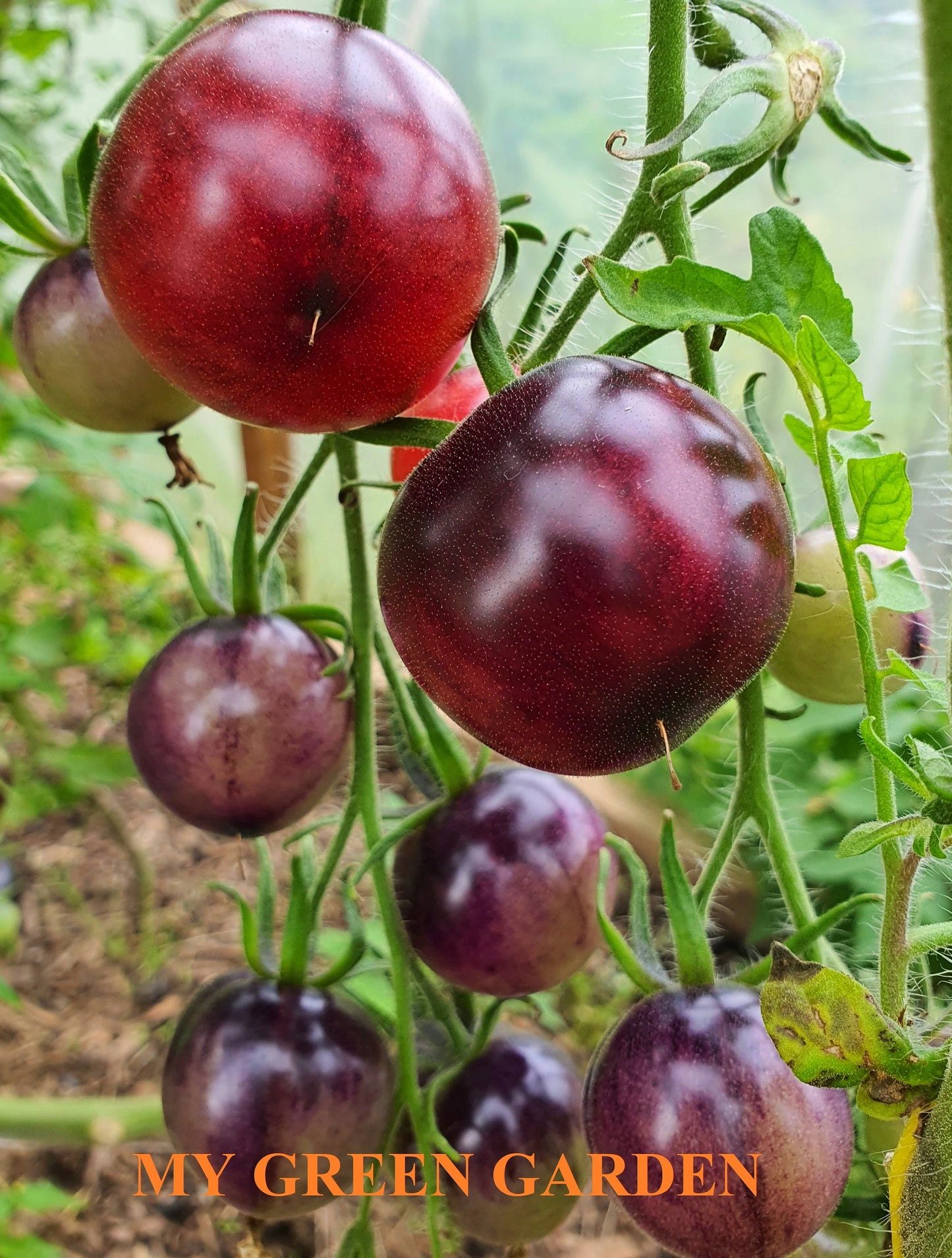 10 PURPLE DRAGON Tomato Seeds – Purple Dragon, Пурпурный дракон, Non GMO, Organic Heirloom Tomato Seeds, bio, Tomatensamen, Indeterminate