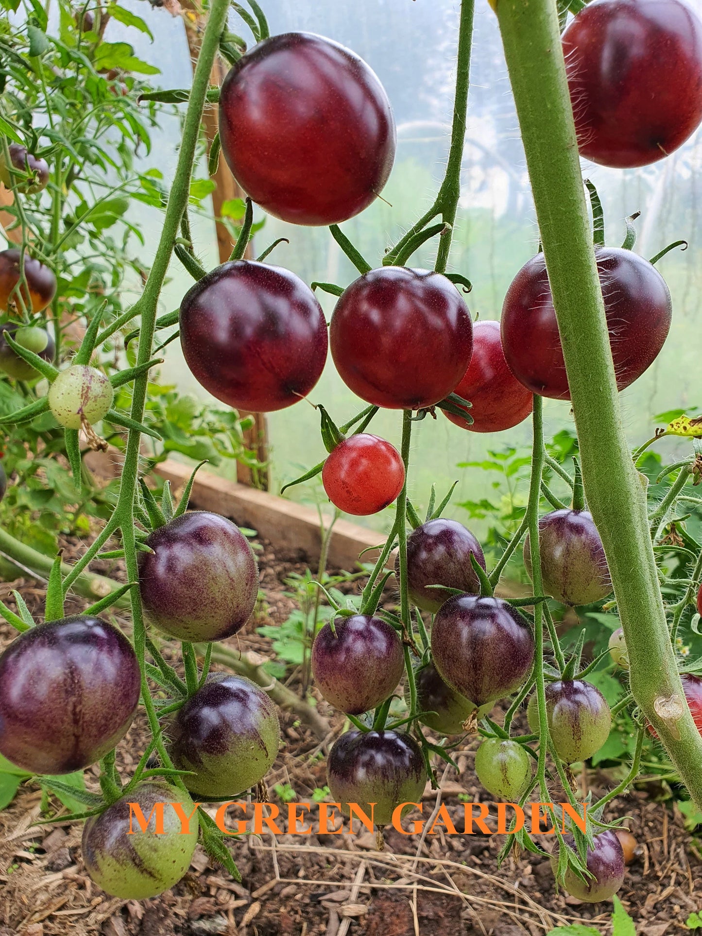 10 PURPLE DRAGON Tomato Seeds – Purple Dragon, Пурпурный дракон, Non GMO, Organic Heirloom Tomato Seeds, bio, Tomatensamen, Indeterminate