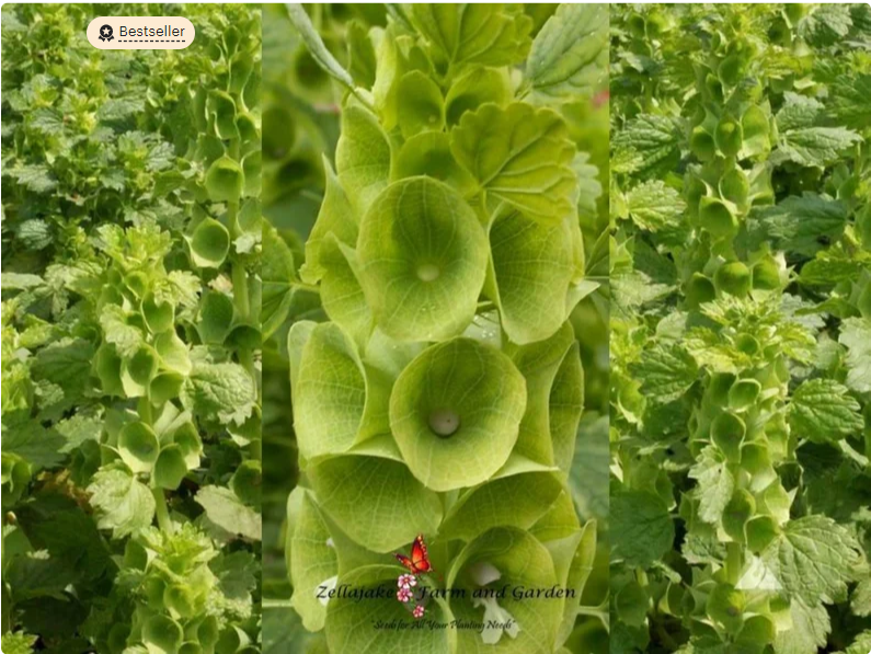 Bells of Ireland Seeds - Moluccella laevis - B223