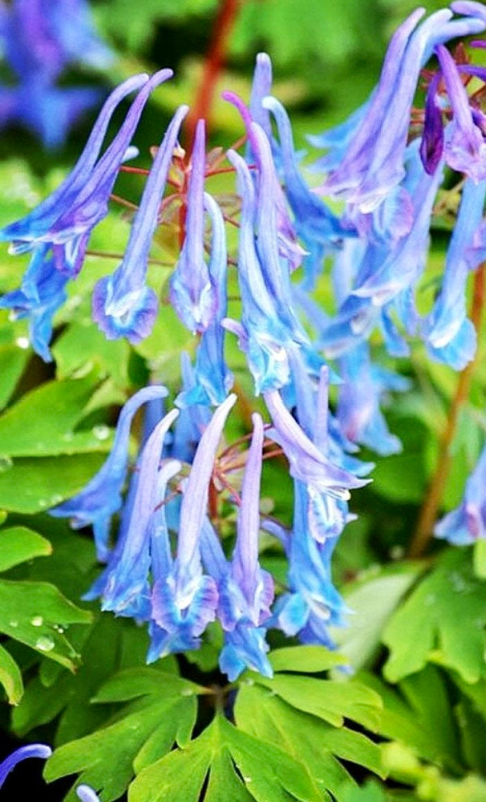 Ocean Bleeding Heart Seeds ~ Flower ~ Seeds ~ Gifts ~ Grow Your Own ~ Spring Flowers ~ Instead of Flowers