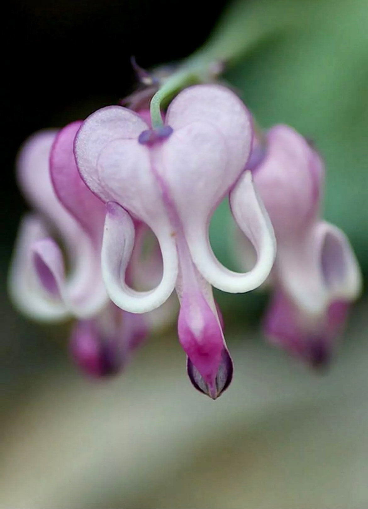 Ocean Bleeding Heart Seeds ~ Flower ~ Seeds ~ Gifts ~ Grow Your Own ~ Spring Flowers ~ Instead of Flowers