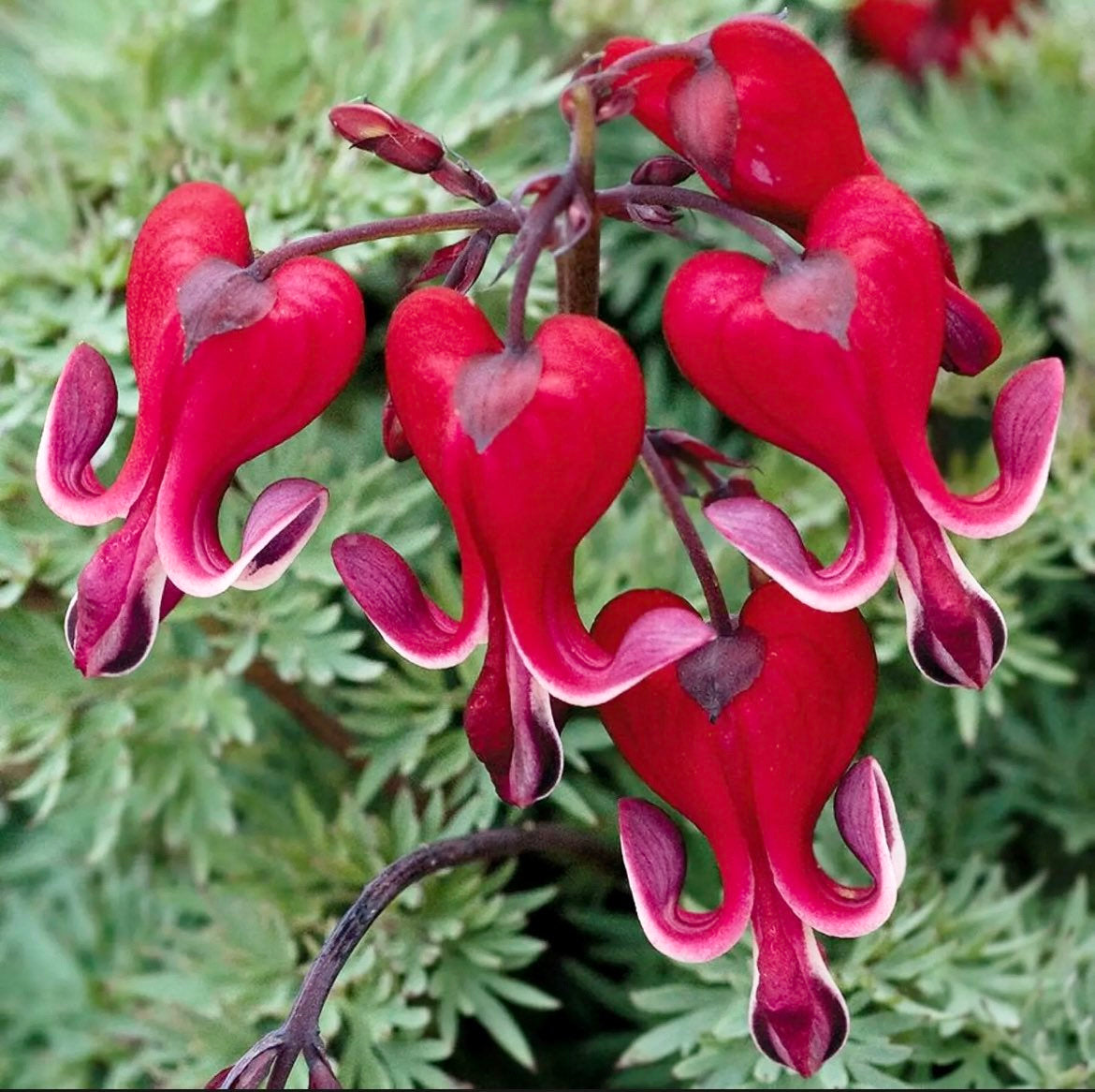 Ocean Bleeding Heart Seeds ~ Flower ~ Seeds ~ Gifts ~ Grow Your Own ~ Spring Flowers ~ Instead of Flowers