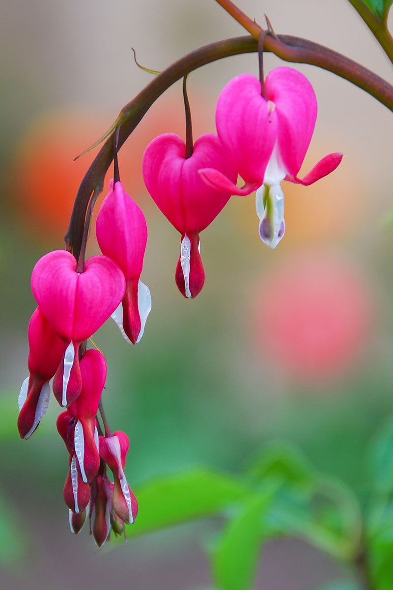 Ocean Bleeding Heart Seeds ~ Flower ~ Seeds ~ Gifts ~ Grow Your Own ~ Spring Flowers ~ Instead of Flowers