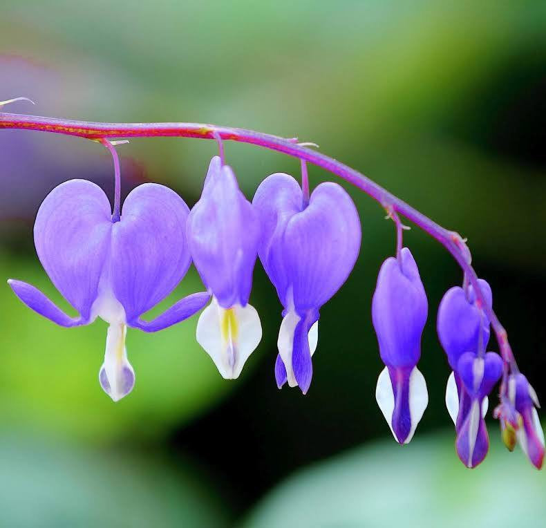 Ocean Bleeding Heart Seeds ~ Flower ~ Seeds ~ Gifts ~ Grow Your Own ~ Spring Flowers ~ Instead of Flowers