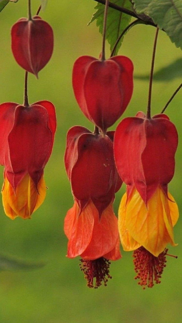 Ocean Bleeding Heart Seeds ~ Flower ~ Seeds ~ Gifts ~ Grow Your Own ~ Spring Flowers ~ Instead of Flowers