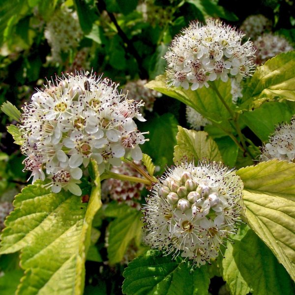 Physocarpus opulifolius Luteus 3L