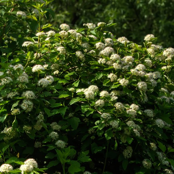 Physocarpus opulifolius Luteus 3L