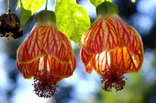 Seeds Abutilon (Indian Mallow Flowering Maple) Indoor Perennial Hanging Ukraine