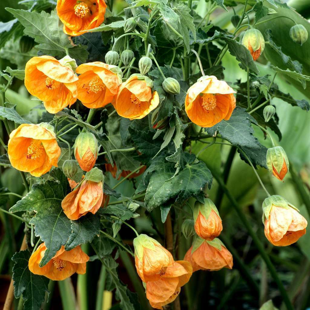 Seeds Abutilon (Indian Mallow Flowering Maple) Indoor Perennial Hanging Ukraine