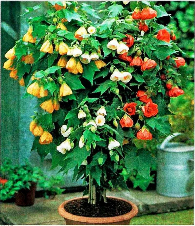 Seeds Abutilon (Indian Mallow Flowering Maple) Indoor Perennial Hanging Ukraine