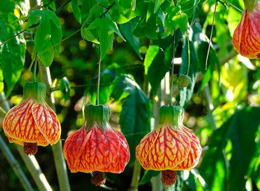 Seeds Abutilon (Indian Mallow Flowering Maple) Indoor Perennial Hanging Ukraine