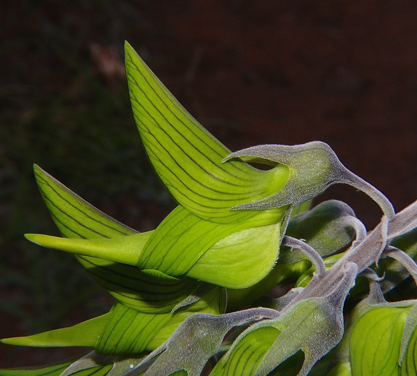 Green Birdflower Crotalaria cunninghamii 5 Seeds