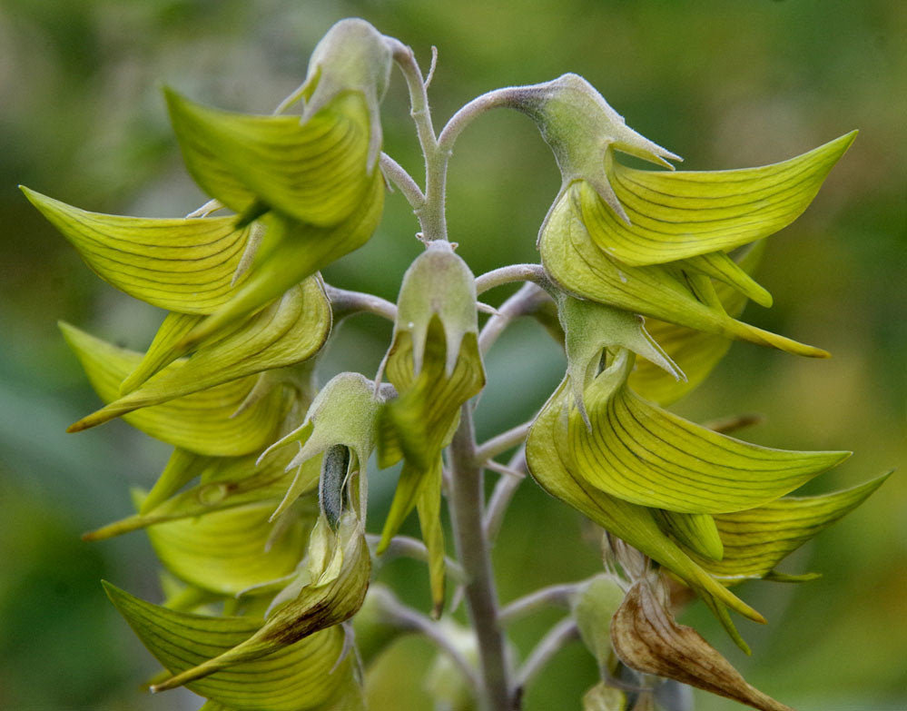 Green Birdflower Crotalaria cunninghamii 5 Seeds