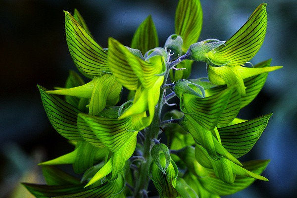 Green Birdflower Crotalaria cunninghamii 5 Seeds