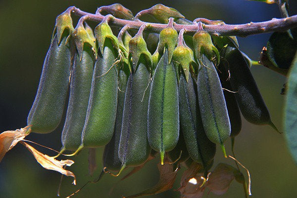 Green Birdflower Crotalaria cunninghamii 5 Seeds