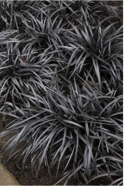 Black Mondo Grass - Ophiopogon planiscapus 'Nigrescens' - 18 Count Flat of Pint Pots