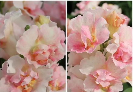 ROSE BUTTERFLY SNAPDRAGON SemiDouble Flower Seeds - Dwarf Semi-Double Azalea Flowered Dwarf Snap Flower Mix / Mothers Day Gift / Rare