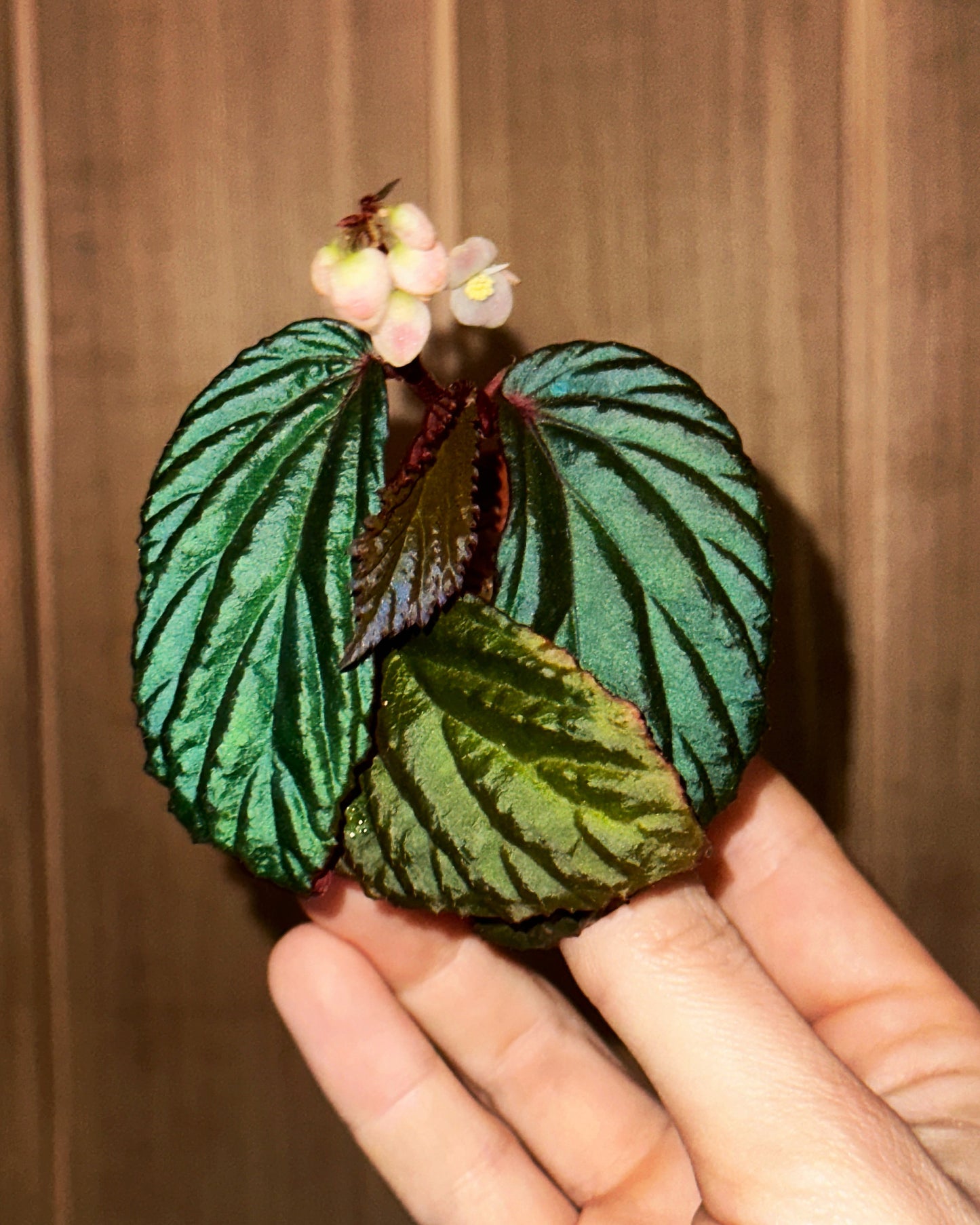 SEEDS Begonia metallicolor