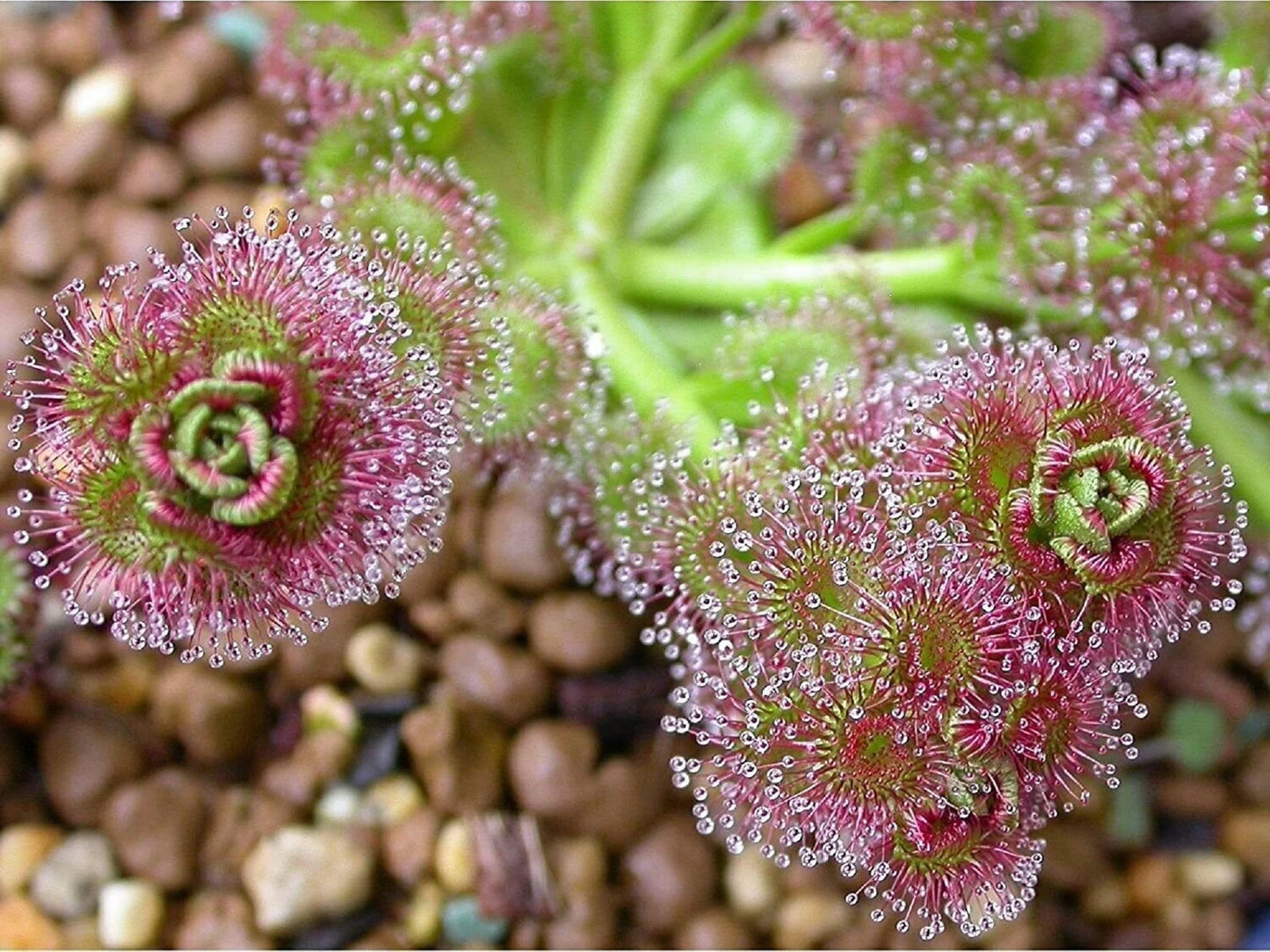 Leafy Sundew - Drosera stolonifera - Rare Carnivorous Species