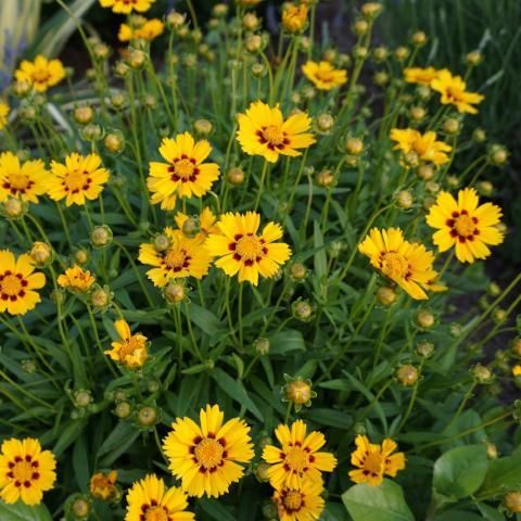 "JD Son Seed Company" Calliopsis Garden Balcony Plants Seeds for Flower Beds 200+ Seeds Pack