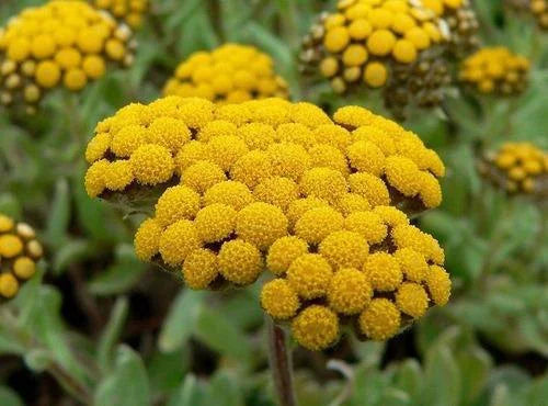 "JD Son Seed Company" helichrysum Flower seeds ( Aprx 100 seeds )