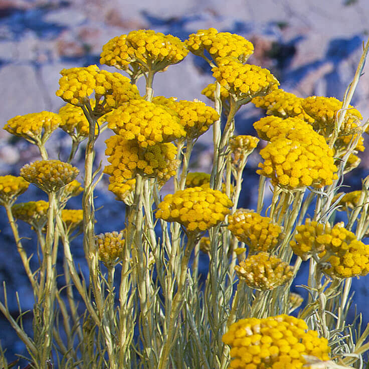 "JD Son Seed Company" helichrysum Flower seeds ( Aprx 100 seeds )