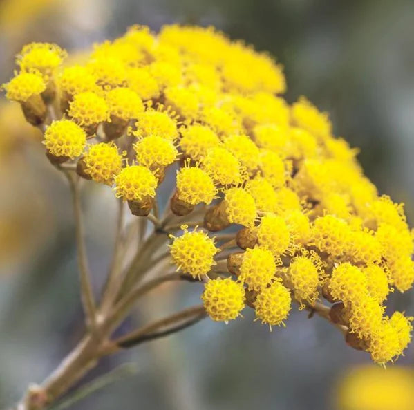 "JD Son Seed Company" helichrysum Flower seeds ( Aprx 100 seeds )