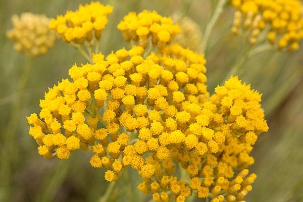 "JD Son Seed Company" helichrysum Flower seeds ( Aprx 100 seeds )