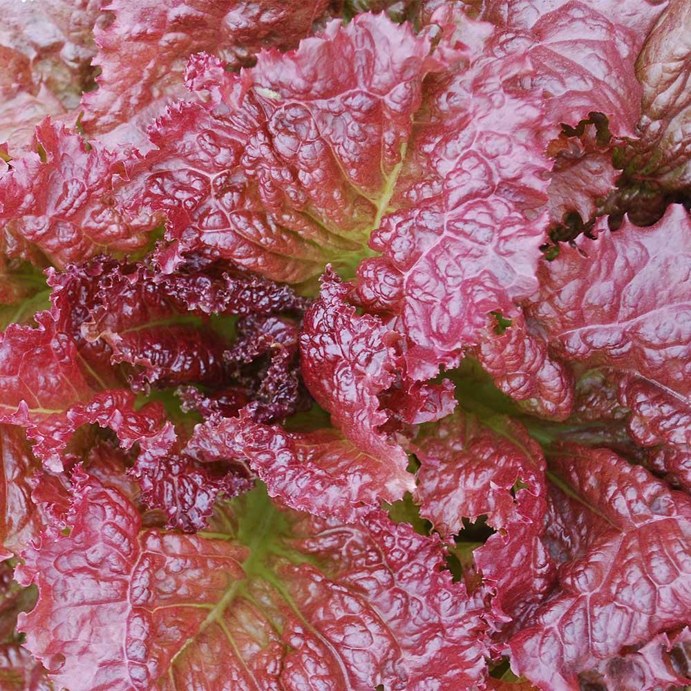 Lettuce Red Velvet Organic