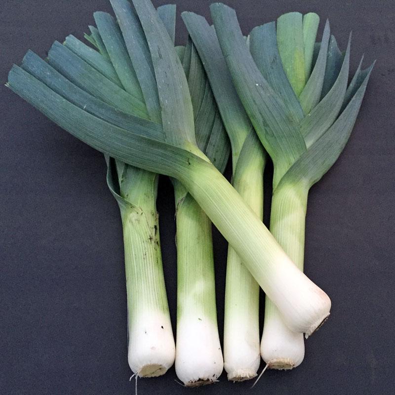 Leek Comanche F1 Organic