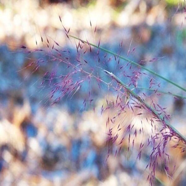 100Pcs Muhlenbergia Capillaris