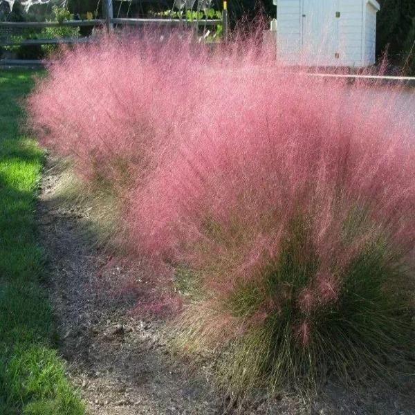 100Pcs Muhlenbergia Capillaris