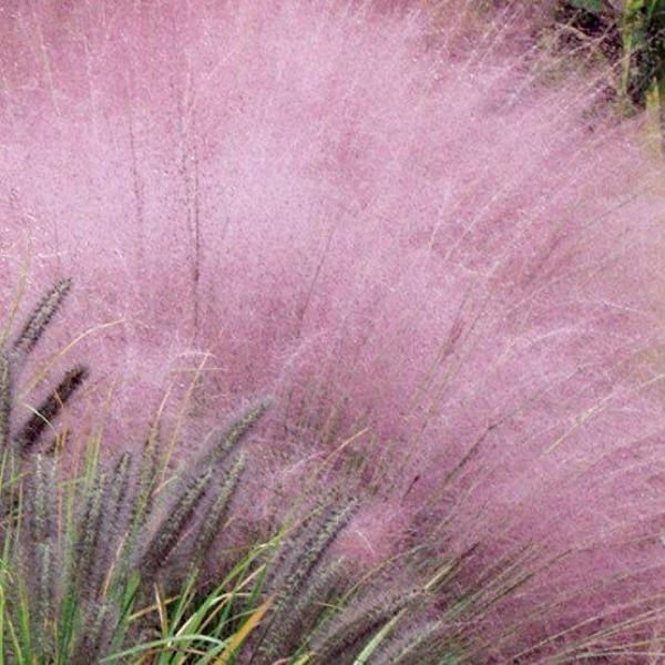 100Pcs Muhlenbergia Capillaris