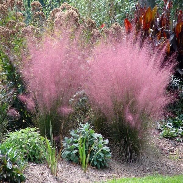 100Pcs Muhlenbergia Capillaris