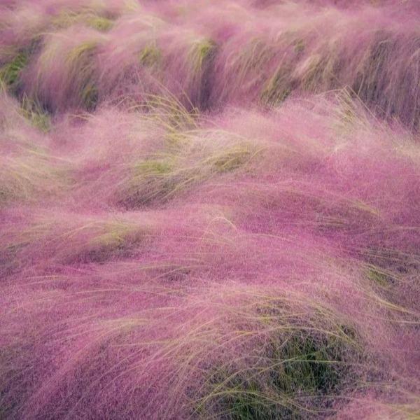 100Pcs Muhlenbergia Capillaris