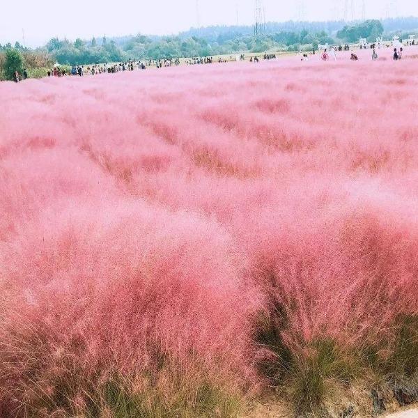 100Pcs Muhlenbergia Capillaris