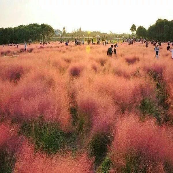 100Pcs Muhlenbergia Capillaris