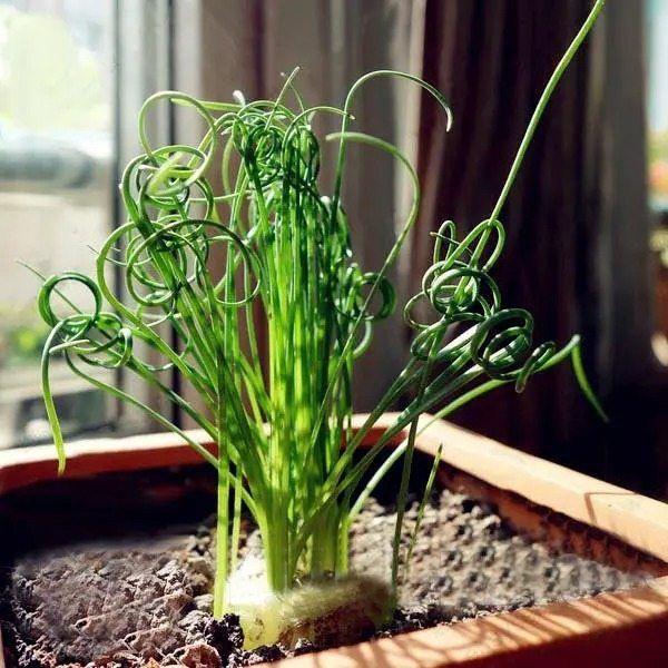 Egrow 100Pcs/Bag Sprial Grass Seeds Green Succulents Plants Garden DIY Bonsai Potted Flower Seed