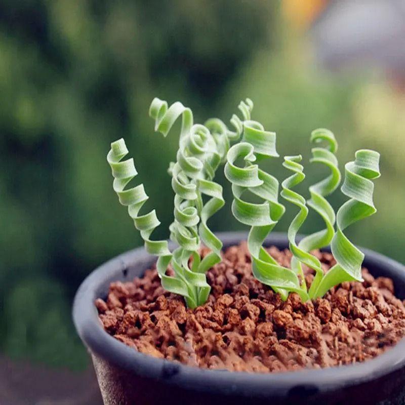 Egrow 100Pcs/Bag Sprial Grass Seeds Green Succulents Plants Garden DIY Bonsai Potted Flower Seed