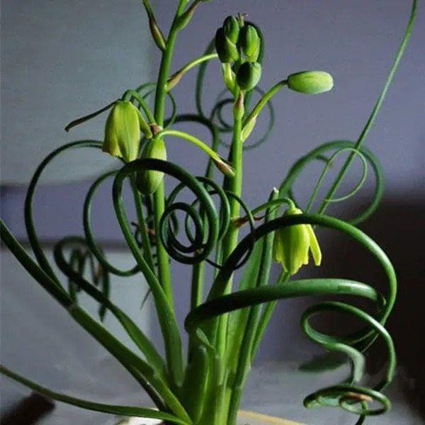 Egrow 100Pcs/Bag Sprial Grass Seeds Green Succulents Plants Garden DIY Bonsai Potted Flower Seed