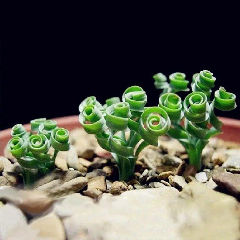 Egrow 100Pcs/Bag Sprial Grass Seeds Green Succulents Plants Garden DIY Bonsai Potted Flower Seed