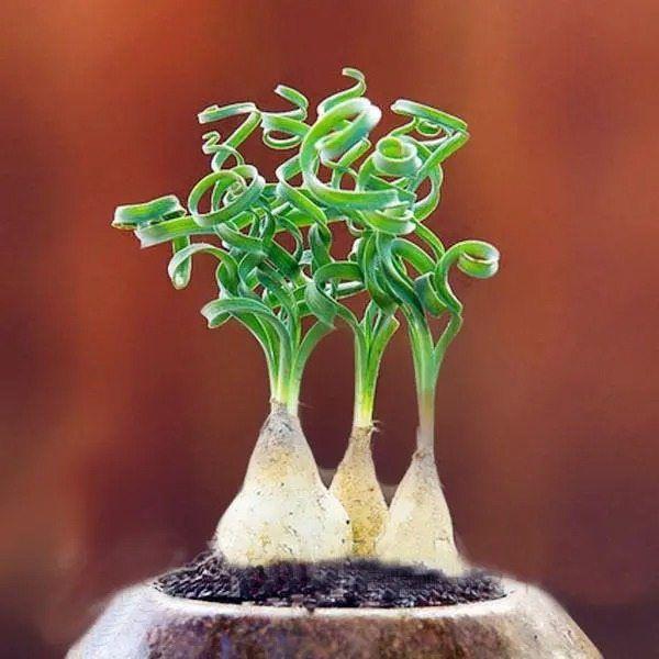 Egrow 100Pcs/Bag Sprial Grass Seeds Green Succulents Plants Garden DIY Bonsai Potted Flower Seed