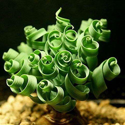 Egrow 100Pcs/Bag Sprial Grass Seeds Green Succulents Plants Garden DIY Bonsai Potted Flower Seed