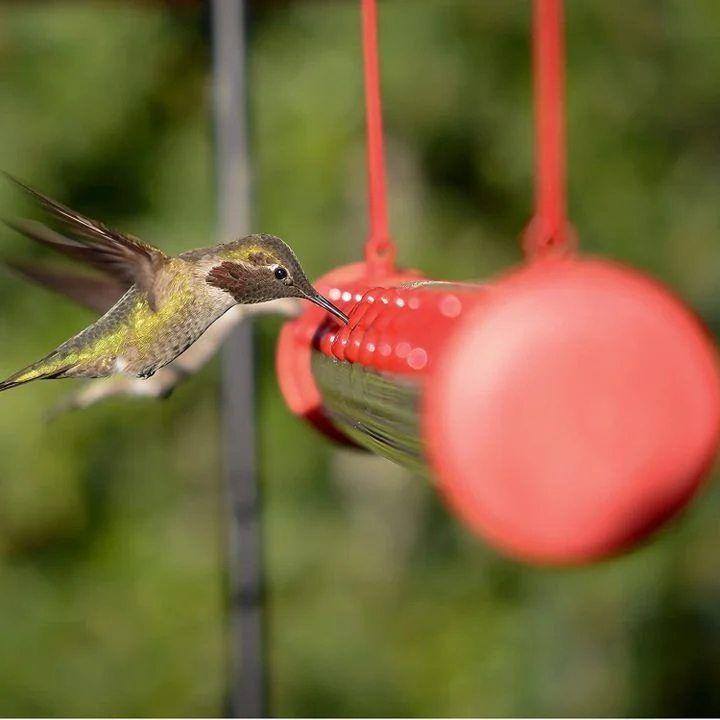 🔥49% OFF🔥Bob's Best Hummingbird Feeder