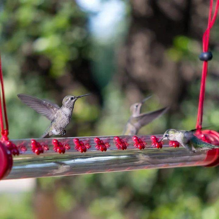 🔥49% OFF🔥Bob's Best Hummingbird Feeder