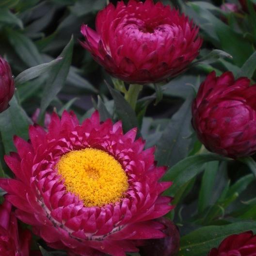 STRAWFLOWER SEEDS - PURPLE RED