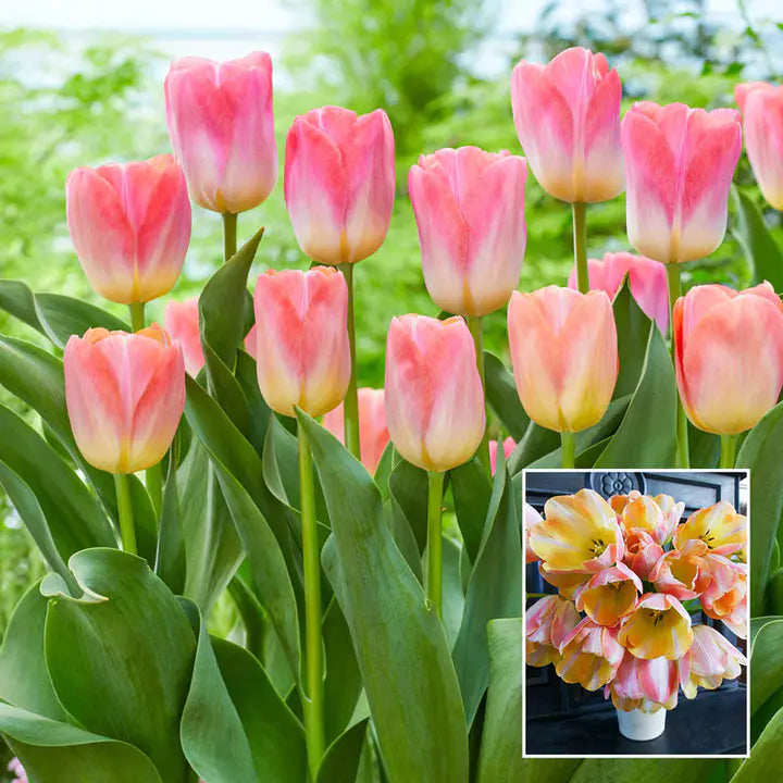 Bonsai Rare Color Tulip Seeds #16