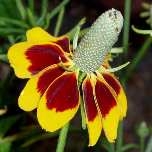 50 Pcs RARE MEXICAN HAT SEEDS